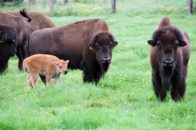 Battle River Bison's picture
