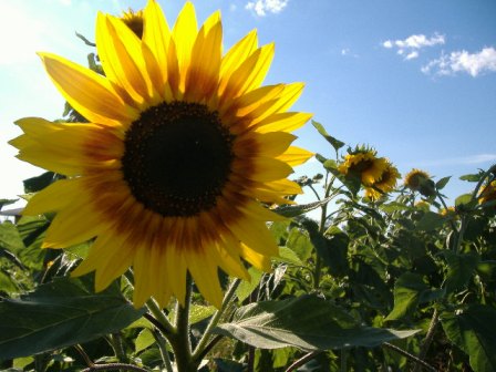 Sweet Meadow Farm's picture