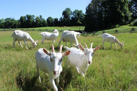 Greenwood Organics's picture