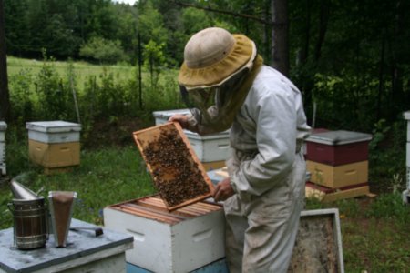 Lacelles Apiary's picture Lacelles Apiary's picture